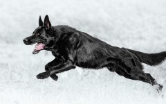 Desktop wallpaper. Dogs. ID:81226
