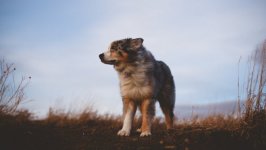 Desktop wallpaper. Dogs. ID:93527