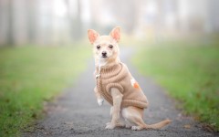 Desktop wallpaper. Dogs. ID:81359
