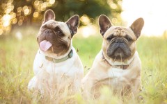 Desktop wallpaper. Dogs. ID:81374