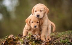 Desktop wallpaper. Dogs. ID:81423