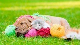 Desktop wallpaper. Dogs. ID:93414