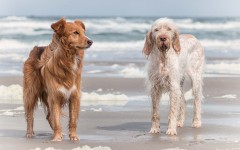 Desktop wallpaper. Dogs. ID:81511
