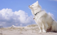 Desktop wallpaper. Dogs. ID:81522