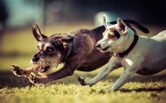 Desktop wallpaper. Dogs. ID:81527