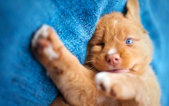 Desktop wallpaper. Dogs. ID:81550