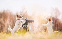 Desktop wallpaper. Dogs. ID:81613