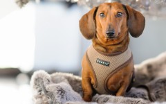 Desktop wallpaper. Dogs. ID:81620