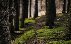 Desktop wallpaper. Dogs. ID:81729