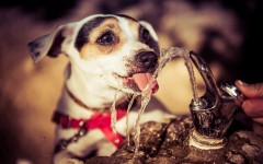 Desktop wallpaper. Dogs. ID:81797