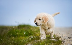 Desktop wallpaper. Dogs. ID:81799