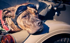 Desktop wallpaper. Dogs. ID:81856