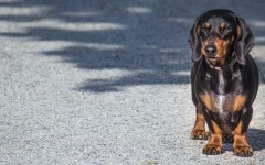 Desktop wallpaper. Dogs. ID:81866
