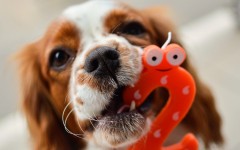 Desktop wallpaper. Dogs. ID:81899