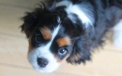 Desktop wallpaper. Dogs. ID:81910