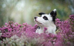 Desktop wallpaper. Dogs. ID:82152