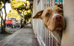 Desktop wallpaper. Dogs. ID:82181