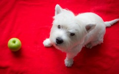 Desktop wallpaper. Dogs. ID:82188