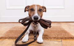 Desktop wallpaper. Dogs. ID:82194