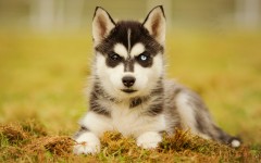 Desktop wallpaper. Dogs. ID:82203