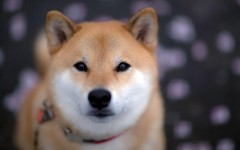 Desktop wallpaper. Dogs. ID:82233