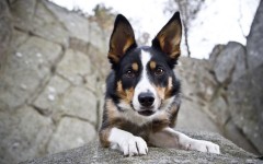 Desktop wallpaper. Dogs. ID:82276