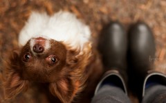 Desktop wallpaper. Dogs. ID:82298