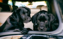 Desktop wallpaper. Dogs. ID:82301