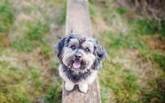 Desktop wallpaper. Dogs. ID:82474