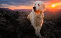 Desktop wallpaper. Dogs. ID:82492