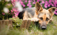 Desktop wallpaper. Dogs. ID:82521