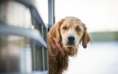 Desktop wallpaper. Dogs. ID:82582