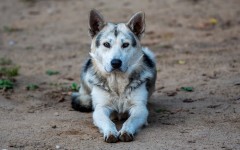 Desktop wallpaper. Dogs. ID:82590