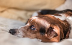 Desktop wallpaper. Dogs. ID:82670