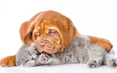 Desktop wallpaper. Dogs. ID:82676