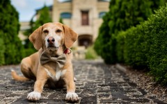 Desktop wallpaper. Dogs. ID:82785