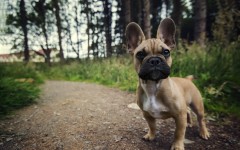 Desktop wallpaper. Dogs. ID:82840