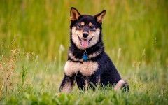 Desktop wallpaper. Dogs. ID:82897