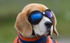 Desktop wallpaper. Dogs. ID:82947