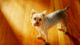 Desktop wallpaper. Dogs. ID:93438