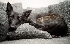 Desktop wallpaper. Dogs. ID:83280