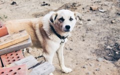 Desktop wallpaper. Dogs. ID:83655