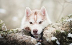 Desktop wallpaper. Dogs. ID:83704