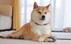 Desktop wallpaper. Dogs. ID:83753