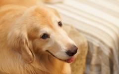 Desktop wallpaper. Dogs. ID:83844