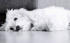 Desktop wallpaper. Dogs. ID:83984