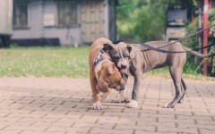 Desktop wallpaper. Dogs. ID:84034