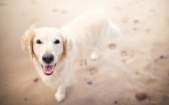 Desktop wallpaper. Dogs. ID:84168