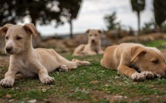 Desktop wallpaper. Dogs. ID:84376