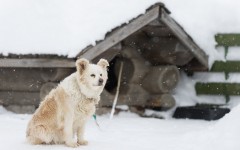 Desktop wallpaper. Dogs. ID:84573